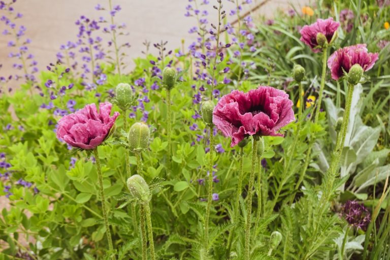 The Benefits of Companion Planting in Your Home Garden